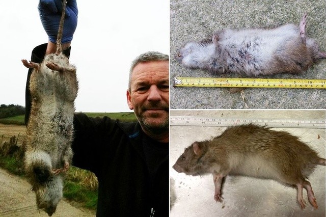 又来了1亿只体型如猫的巨鼠正向英国民宅蔓延这到底咋了