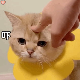 大树被风吹倒,直接躺平在高速公路主干道上……….|我为群众办实事