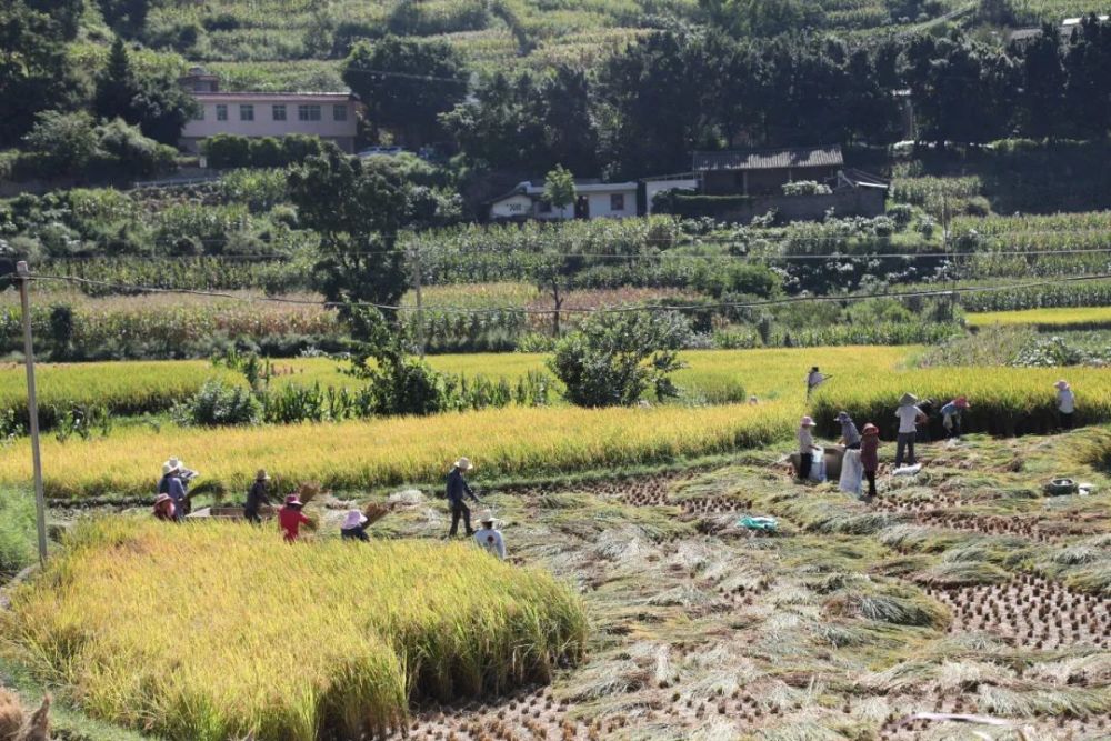 盐展开来丨新九镇:稻田开镰颗粒归仓 喜获丰收乡村振兴