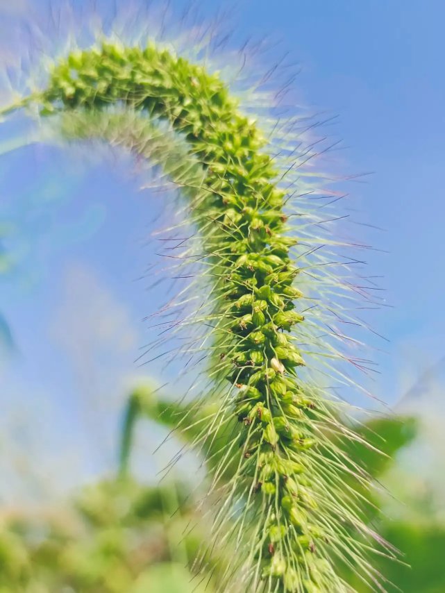 每顆果實上長著芒針,尖銳銳,如麥芒;亮閃閃,如銀絲;密集集,如牛毛.