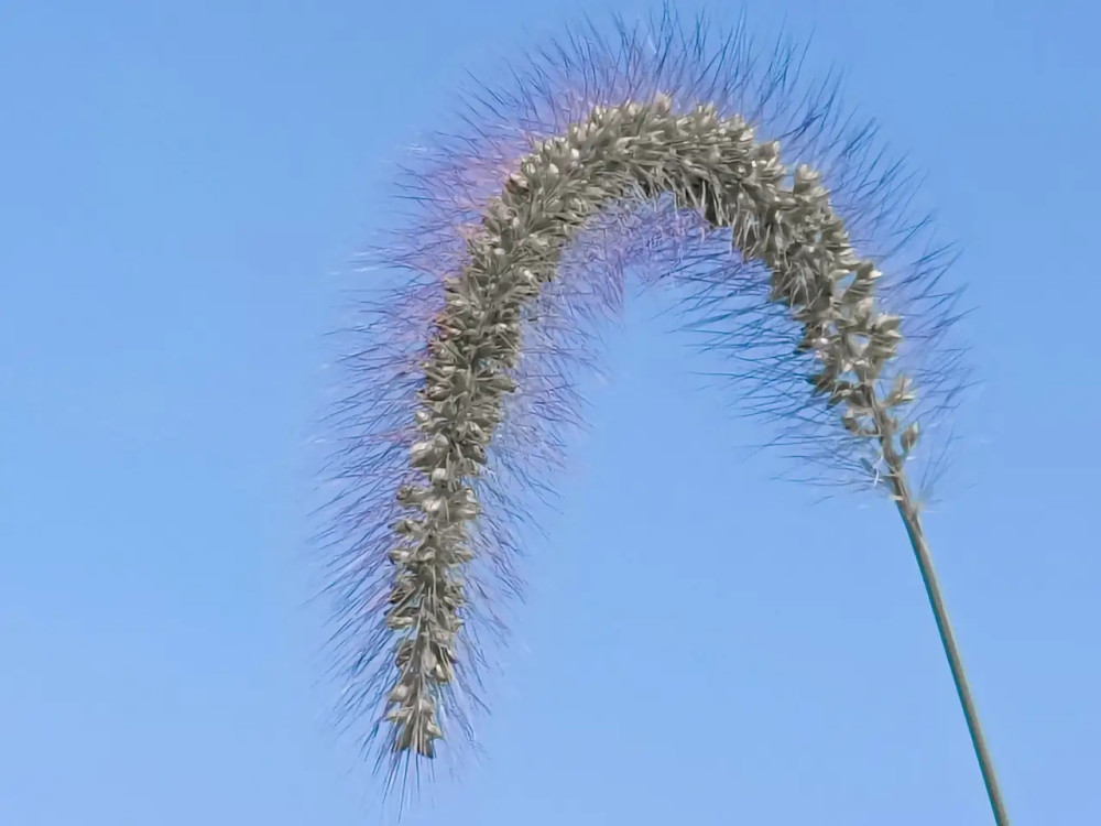 词与散文茸茸狗尾草曳曳动人情