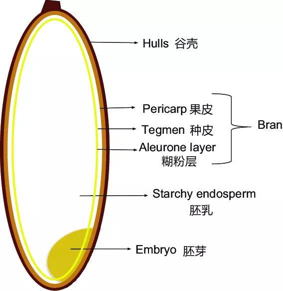 先來看看稻穀的結構圖.一,什麼是胚芽米?