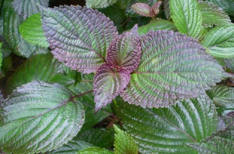 中药古今研究:紫苏子_腾讯新闻