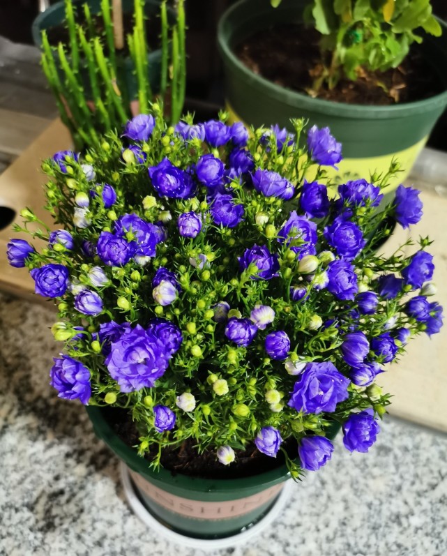 养棵"紫苑"吧—花色小清新,装饰效果好,养护也不难|养花|紫苑|盆栽