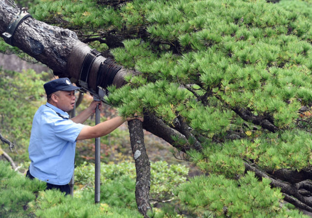 新华全媒迎客松守松人与松为伴11载