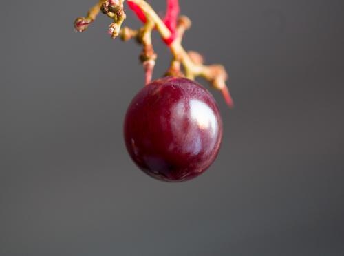一颗葡萄的甜蜜之旅