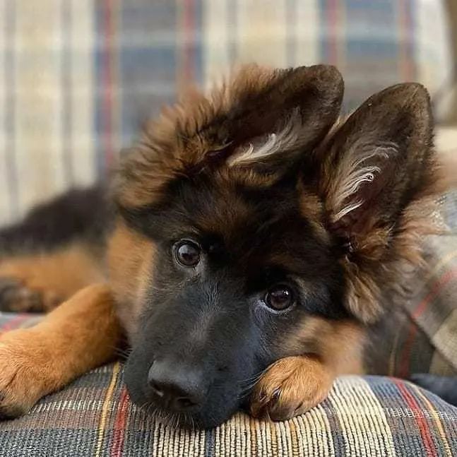 这大概是德牧的唯一缺点67无数铲屎官含泪赞同