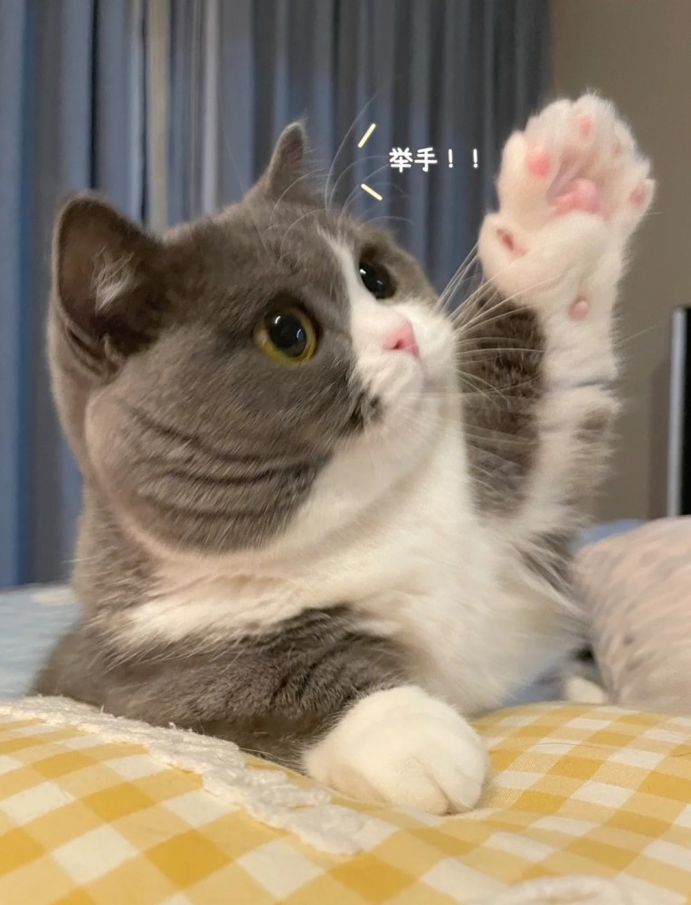 咪咪举手回答:1 1等于"喵!