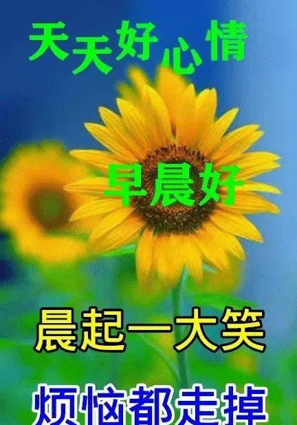 最新漂亮早上好图片表情带字和鲜花,早安问候语配动态图片早上好祝福