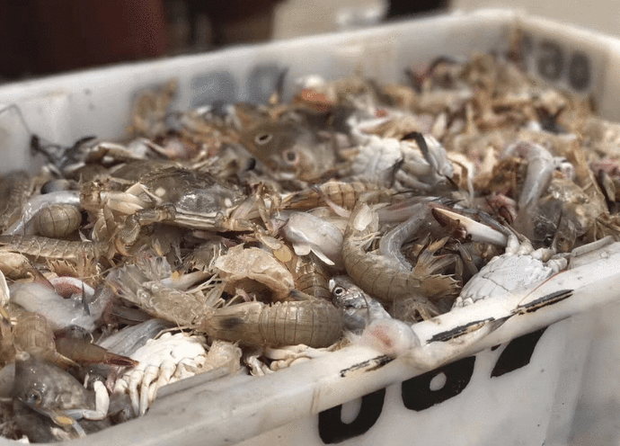 市场上的5种虾,被列为"问题虾",很多人爱买,牢记3点避免被坑!
