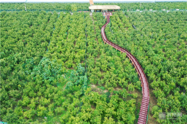 沾化:徒骇新城河海交汇 冬枣之乡无限秋光