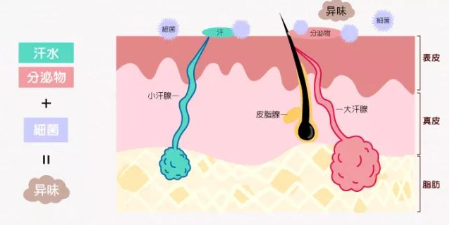 什麼方法可以明顯去腋臭呢?