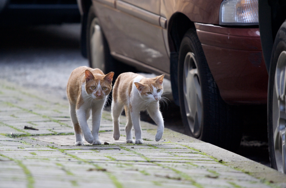 专访朱天心流浪动物对我无益就不该存活单一价值令人胆寒