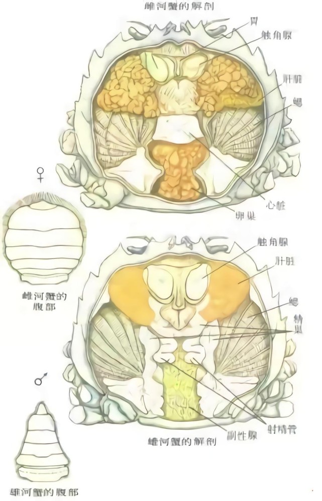 螃蟹的营养价值是非常高的,它含有的维生素a可以明目,维生素e和蛋白质