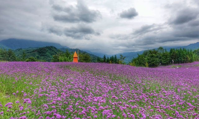 成都隱藏一處秘境,百畝紫色花海享慢生活,距市區80公里十分推薦