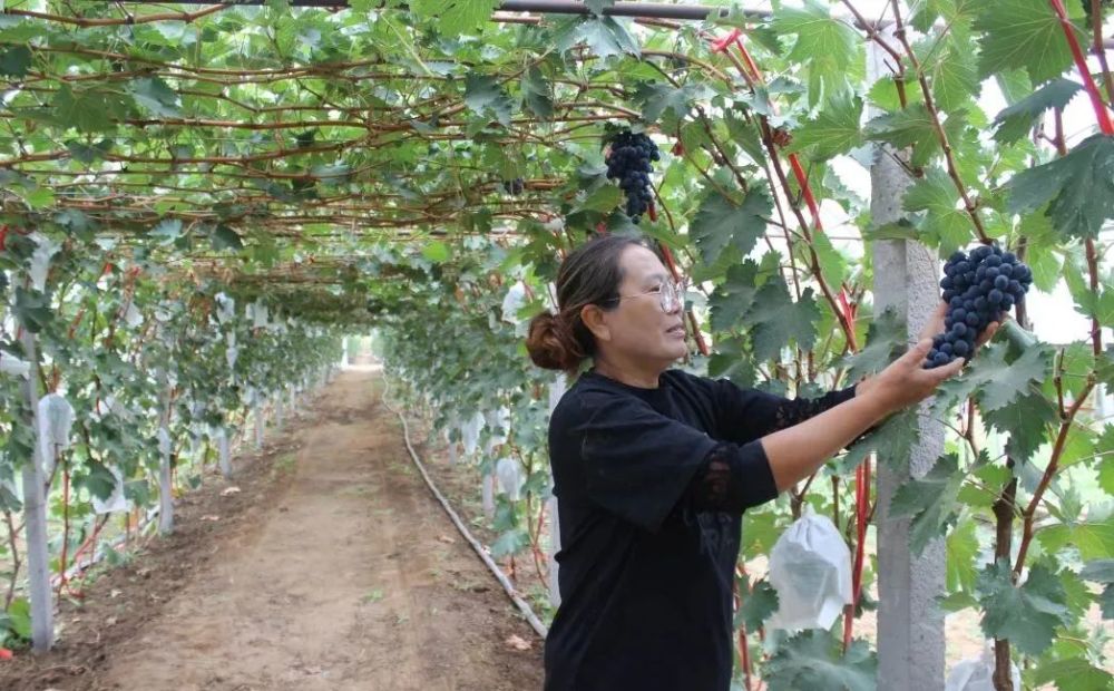 怀仁市海北头乡金奖葡萄甜津津