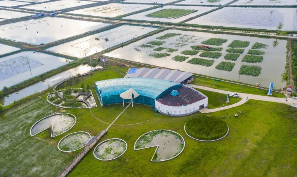 全球水产养殖大会上的明星鱼游到你嘴边啦