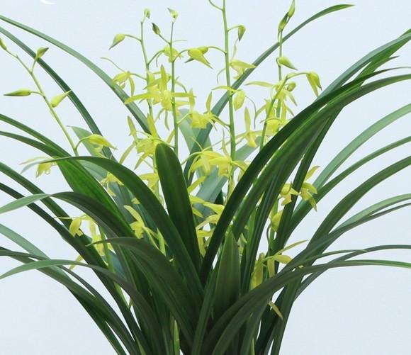 兰花图片(兰花图片国画写意画)