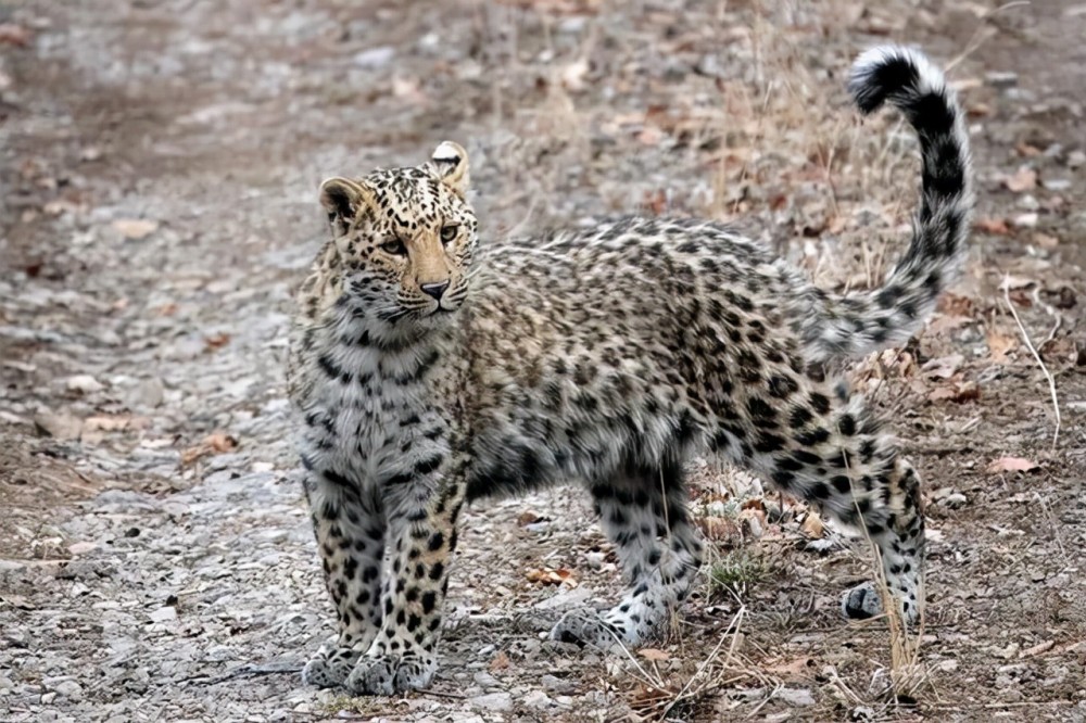 山西4只中国豹"同框",单挑200斤野猪有胜算吗?