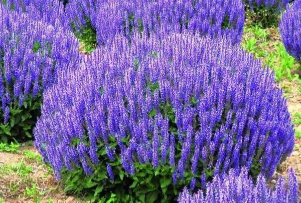 香草仙子——鼠尾草