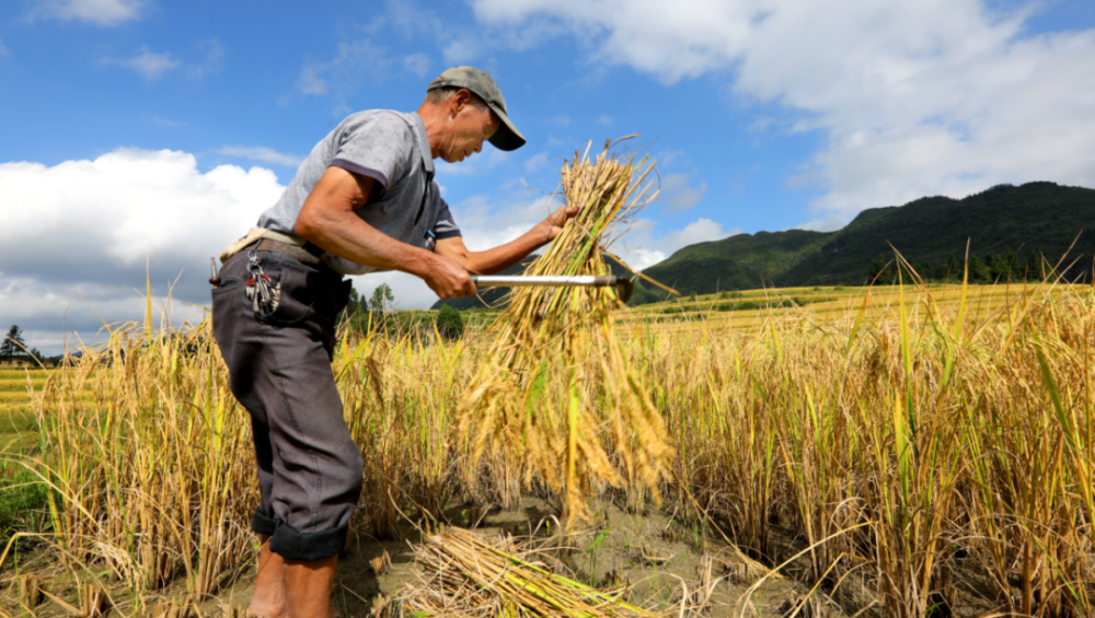 【走进乡村看小康】我州秋收工作进入尾声 秋冬种工作全面启动_腾讯新