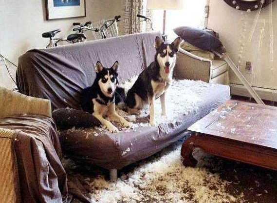 哈士奇爱拆家的行为是主人溺爱还是天性使然