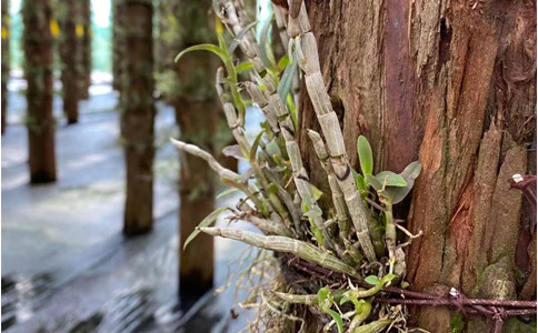 森山铁皮石斛教你如何鉴别真伪