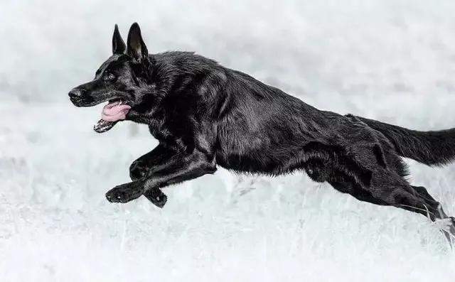 黑虎黑虎那条从狼嘴里救了外公性命的土狗