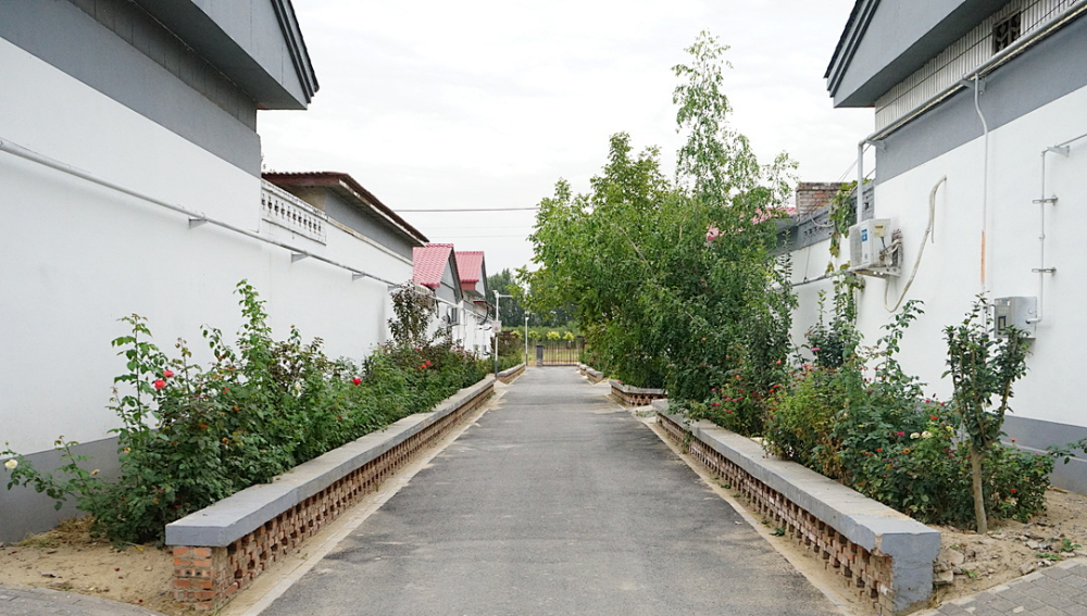 龙头村古村遇新机文化伴腾飞