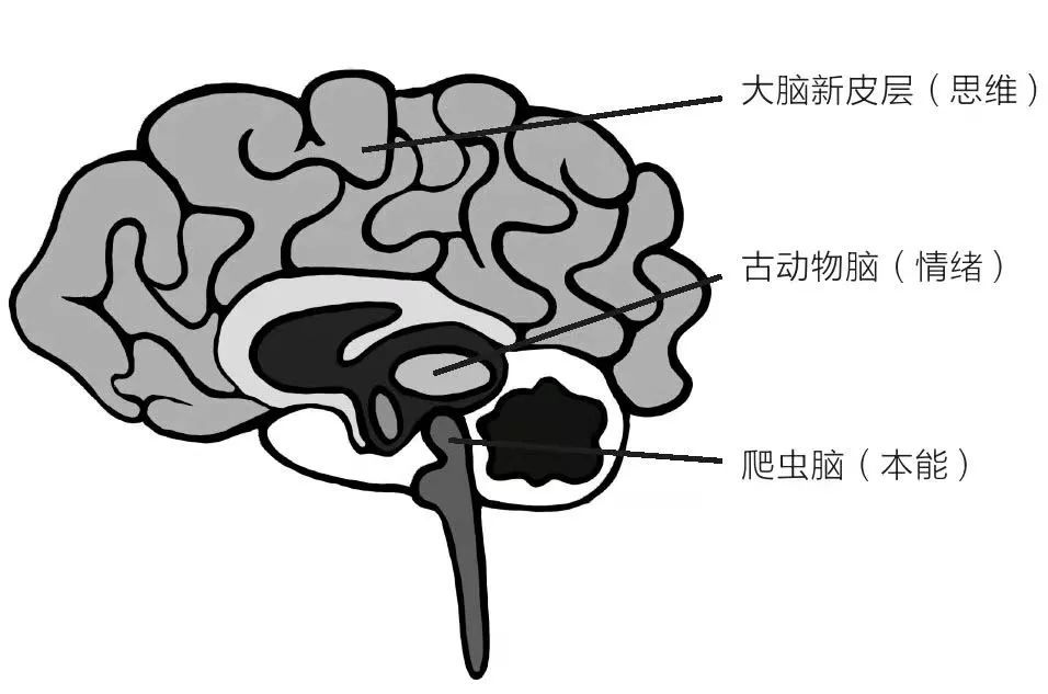 大脑中的情绪管理
