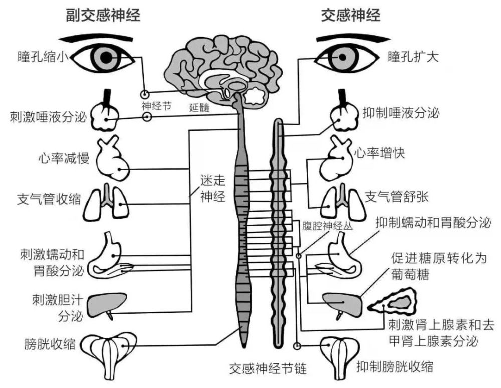 反之,副交感神經系統主要負責放鬆狀態下的休養和修復功能,有鎮定的