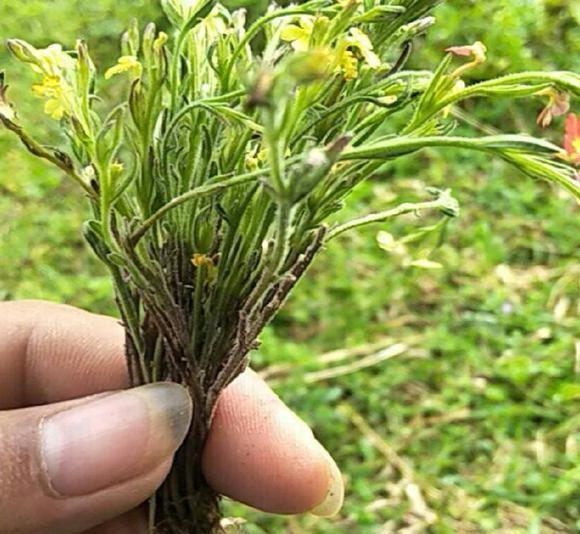 人称孩儿草小时候挖来换零食如今千元一斤你见过吗