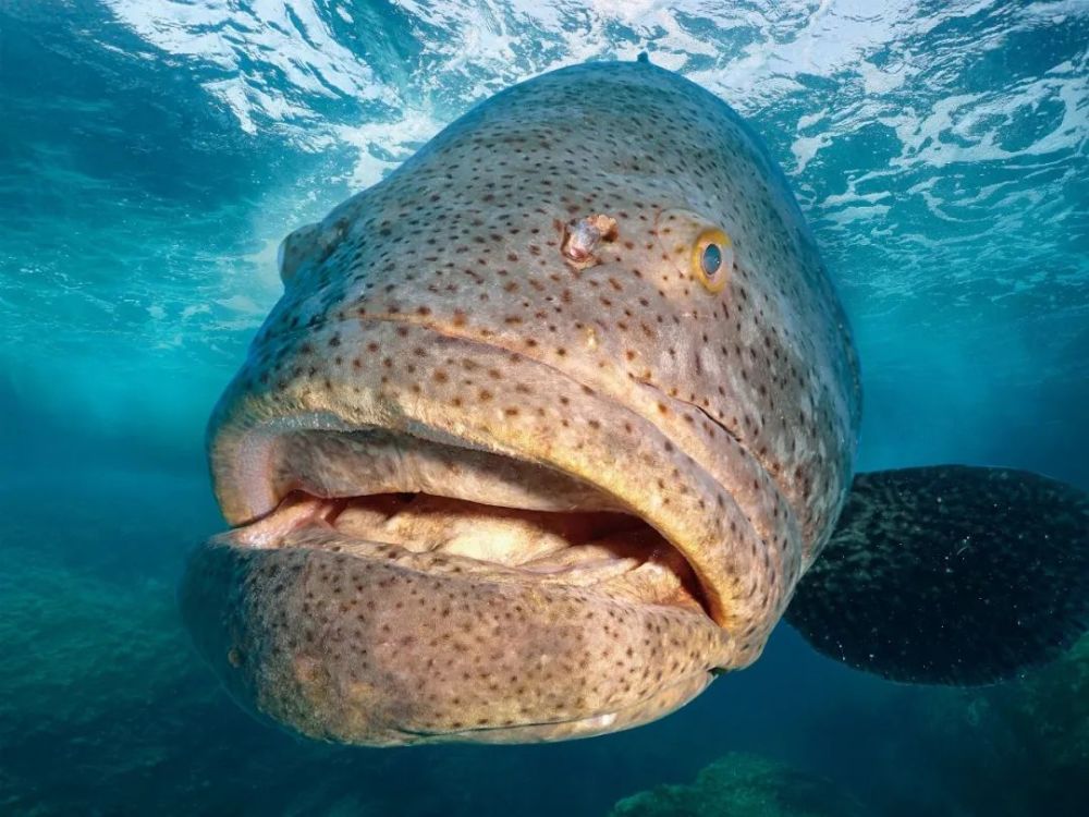 凭什么同德这家新开的店要做云南鱼火锅界扛把子?