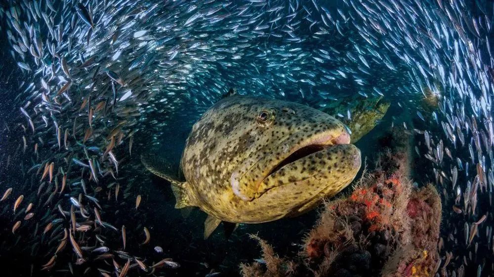 凭什么同德这家新开的店要做云南鱼火锅界扛把子?