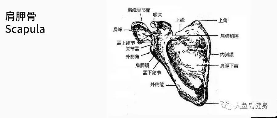 只有充分的了解肩胛骨才能更好的训练上半身