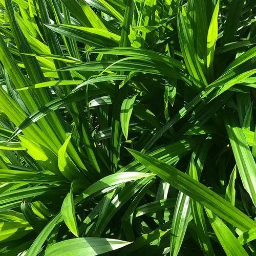 它叶子带香味可直接作食材被誉为东方人的香草