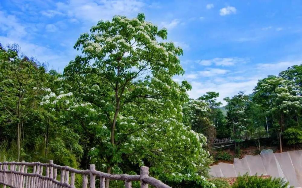 乔木,叶子有的是全圆的,有的有一些浅裂,油桐比木油桐的个子要小一些