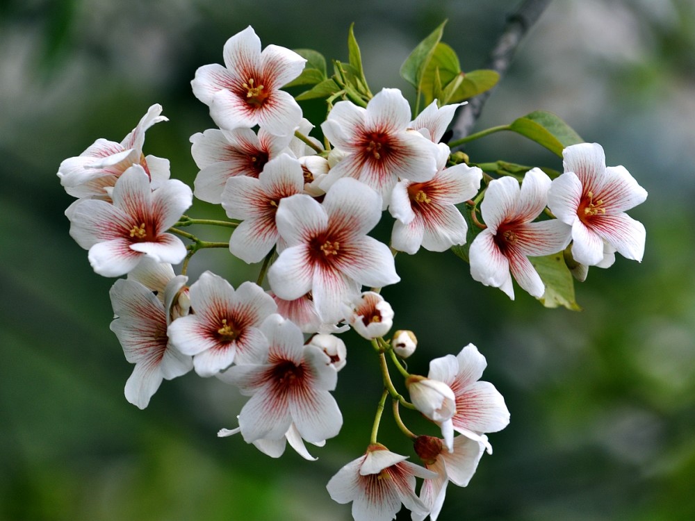 白色的花,铺满山野的时候,真的非常的浪漫,这两种果子都可以榨出桐油