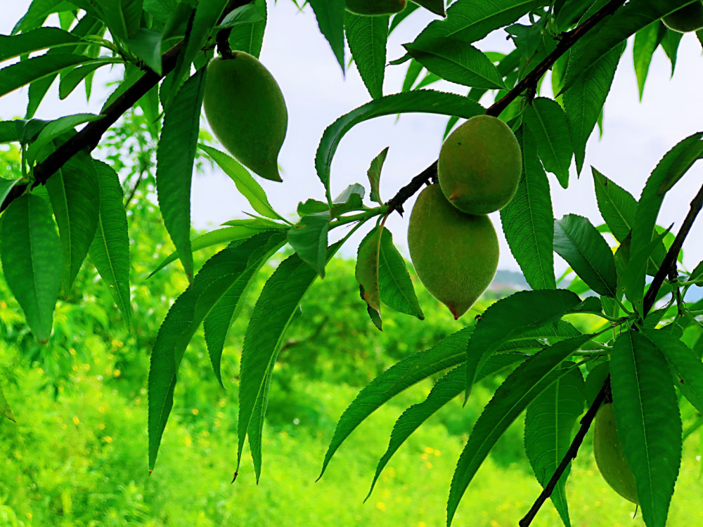 桃树叶加大蒜捣碎厉害了,好多人不知道它是宝,解决