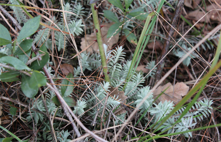 樹林中一種野草,名叫