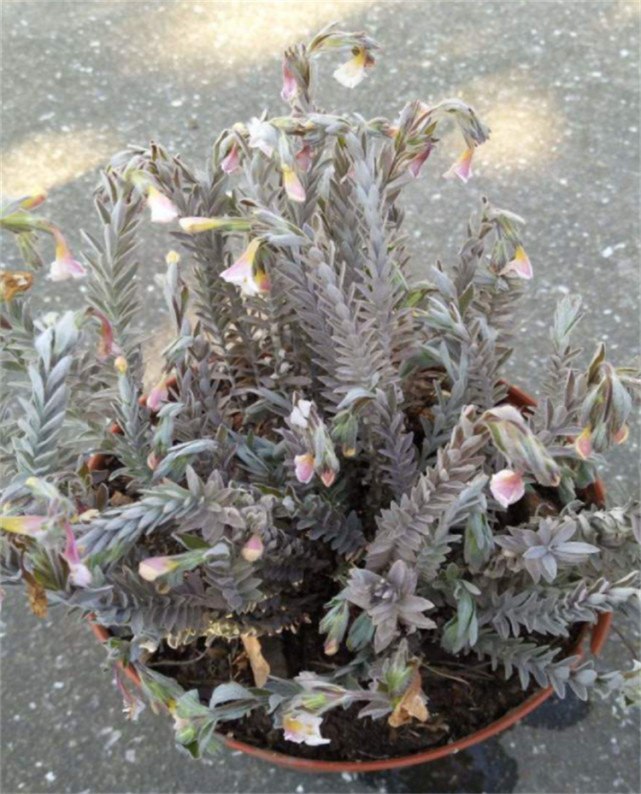 树林中一种野草,名叫"沙氏鹿茸草",遇见是运气,价值百元1斤