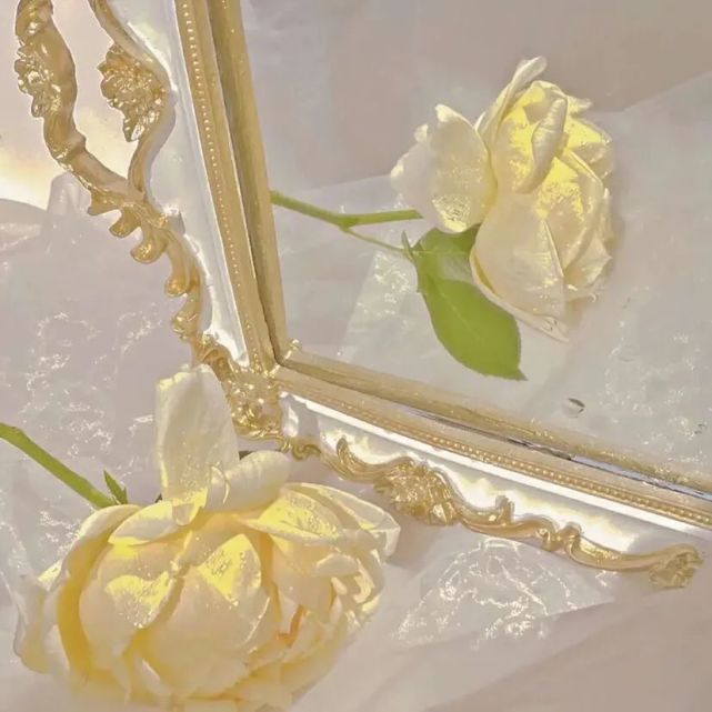 ins超火玫瑰花背景图(ins超火玫瑰花背景图动漫)