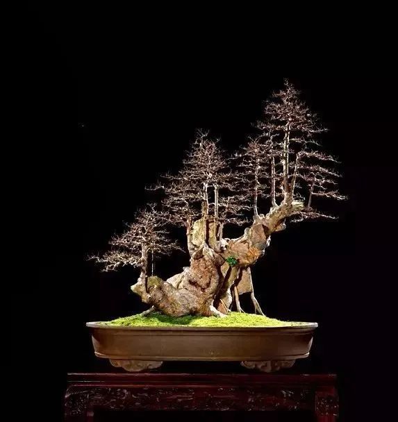 盆景制作最重要的三大"门道",建议收藏!