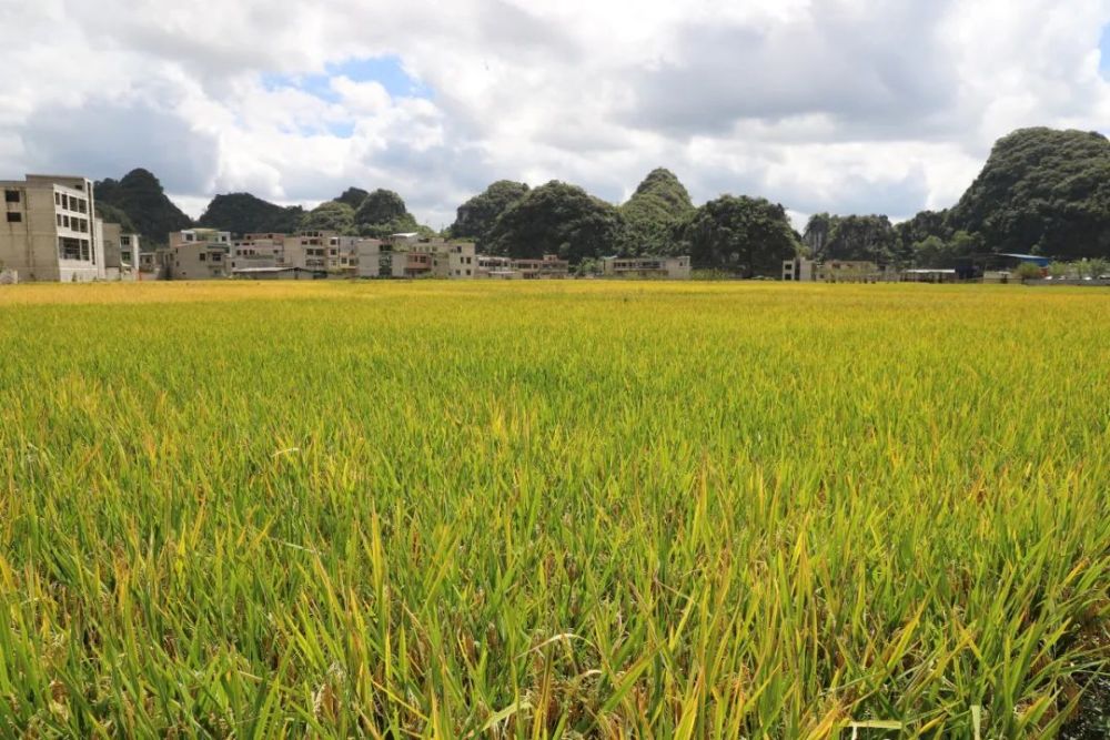 西秀区宁谷镇:万余亩水稻喜获丰收