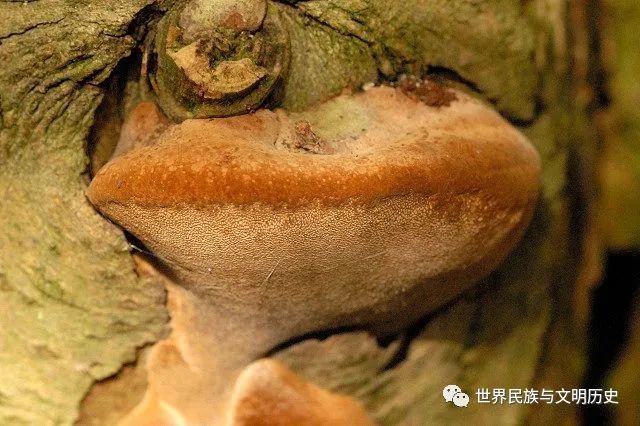 地球生物全系列从单细胞到人类伞菌纲锈革孔菌目刺革菌目
