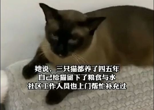 猫和人口水_主人去世后猫咪不舍,竟在坟前守了一年,仅靠路人提供水和食物.