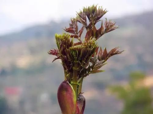 這種雲南野菜一般外地人都不太敢吃你能接受嗎