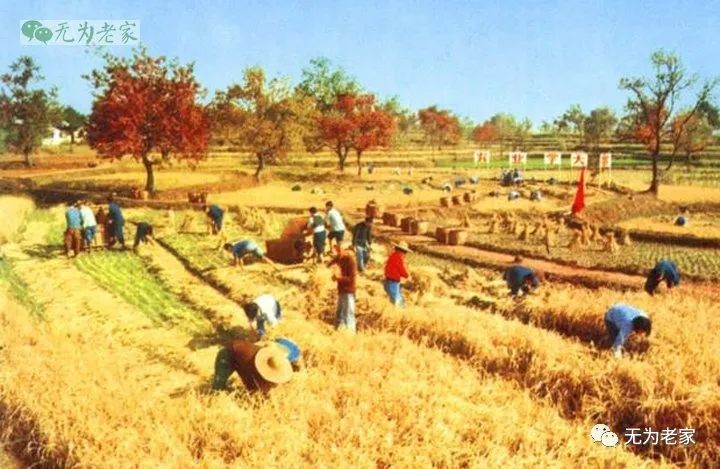 农民丰收老照片秋天就是农民最开心的节日