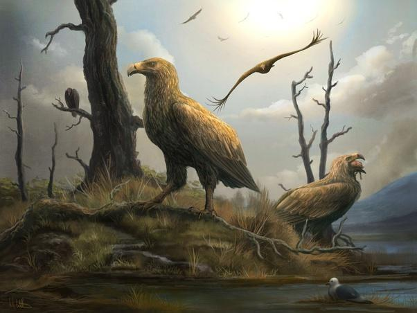 人类的出现导致了哈斯特巨鹰在新西兰这块版图上彻底地被抹去