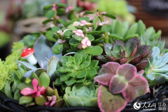 组图2021年第九届江苏沭阳花木节开幕